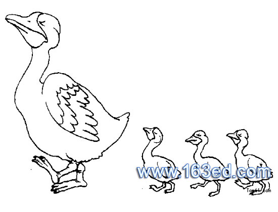 鸟类简笔画:鸭妈妈一家-简笔画网